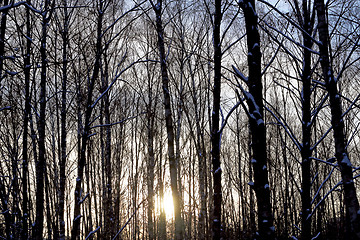 Image showing Beautiful winter forest  