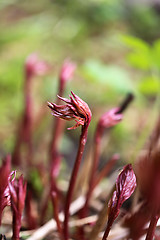 Image showing Green grass in a field 