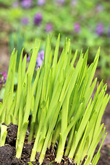 Image showing Green grass in a field 