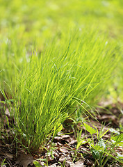 Image showing Green grass in a field 