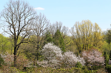 Image showing Spring flowers on the tree 