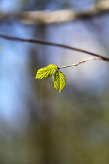 Image showing Beautiful leaves 