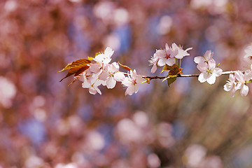 Image showing Spring flowers on the tree 