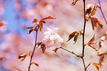 Image showing Spring flowers on the tree 