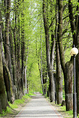 Image showing Road in a beautiful tropical forest  