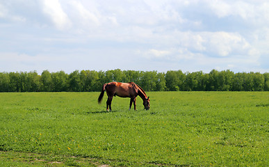 Image showing Beautiful horses