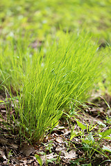 Image showing Green grass in a field 