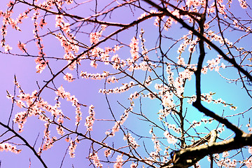 Image showing Spring flowers on the tree 