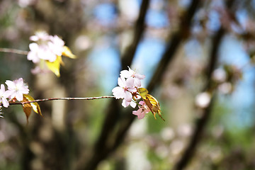 Image showing Spring flowers on the tree 