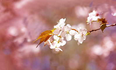 Image showing Spring flowers on the tree 