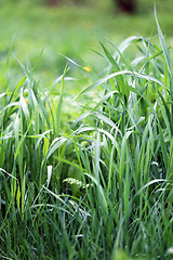 Image showing Green grass in a field 