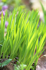 Image showing Green grass in a field 