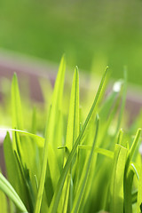 Image showing Green grass in a field 