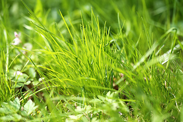 Image showing Green grass in a field 