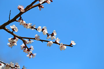 Image showing Spring flowers on the tree 