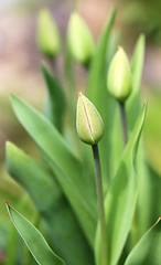 Image showing Spring beautiful flowers  