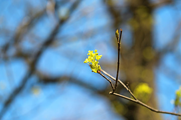 Image showing Beautiful leaves 