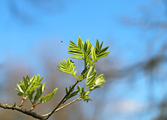 Image showing Beautiful leaves 