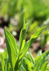 Image showing Spring beautiful flowers  