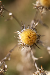 Image showing Dry grass in a field  