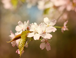 Image showing Spring flowers on the tree 