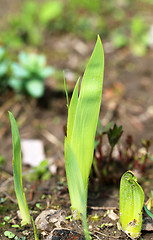 Image showing Spring beautiful flowers  