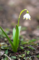 Image showing Spring beautiful flowers  