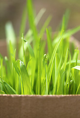 Image showing Green grass in a field 