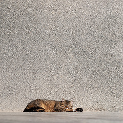Image showing Tabby cat laying on a sun
