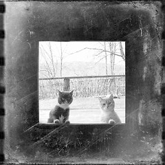 Image showing curious cats looking through the window