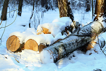 Image showing Beautiful winter forest  