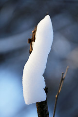 Image showing Beautiful winter forest  