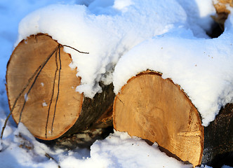 Image showing Beautiful winter forest  