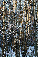 Image showing Beautiful winter forest  