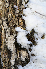 Image showing Beautiful winter forest  