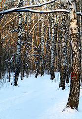 Image showing Beautiful winter forest  