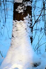 Image showing Beautiful winter forest  