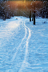 Image showing Beautiful winter forest  