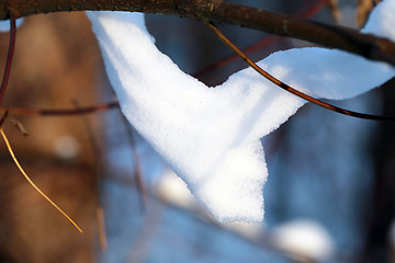 Image showing Beautiful winter forest  