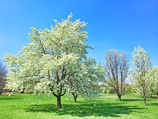 Image showing Beautiful blooming tree in spring garden