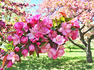 Image showing Pink apple tree blossom