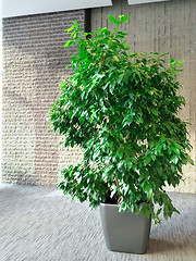 Image showing Green tree in a gray room