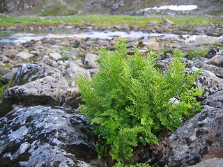 Image showing A plant in a rocky area