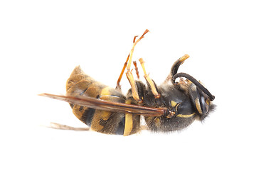 Image showing Dead wasp isolated