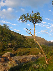 Image showing Tree in the highlands