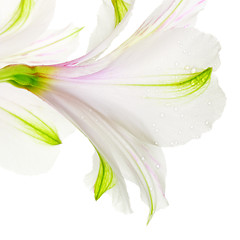 Image showing White Lily