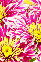 Image showing Red Chrysanthemum