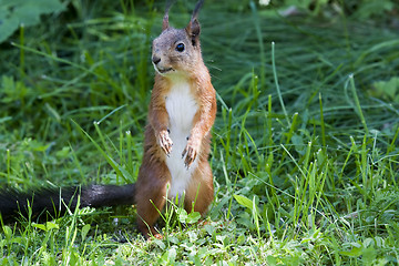 Image showing red squirrel