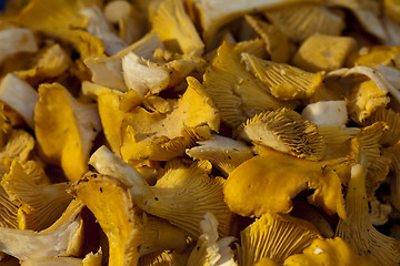 Image showing chanterelles