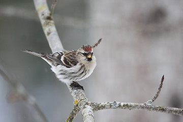 Image showing red poll